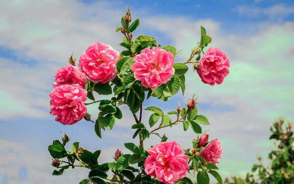 flower-mohammadi-doasite تعبیر خواب گل محمدی - دیدن گل محمدی قرمز در خواب نشانه چیست ؟ تعبیر خواب گل محمدی - دیدن گل محمدی قرمز در خواب نشانه چیست ؟ معنی و مفهوم گل محمدی در خواب دیدن گل محمدی در خواب تعبیر خواب هدیه گرفتن گل محمدی تعبیر خواب گل محمدی صورتی تعبیر خواب گل محمدی خشک تعبیر خواب گل محمدی تر و تازه تعبیر خواب گل محمدی برای مردان و زنان تعبیر خواب گل محمدی - دیدن گل محمدی قرمز در خواب نشانه چیست ؟ تعبیر خواب غنچه گل محمدی