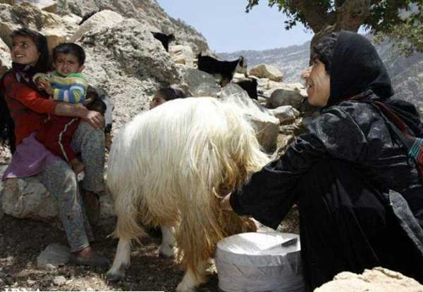 shir-doasite تعبیر خواب دوشیدن شیر گاو و گوسفند - دوشیدن شیر اسب و سگ در خواب نشانه چیست تعبیر خواب دوشیدن شیر گاو و گوسفند - دوشیدن شیر اسب و سگ در خواب نشانه چیست معنی و مفهوم دوشیدن شیر تعبیر خواب دوشیدن شیر گوسفند تعبیر خواب دوشیدن شیر گوساله و سگ تعبیر خواب دوشیدن شیر گاو و گوسفند - دوشیدن شیر اسب و سگ در خواب نشانه چیست تعبیر خواب دوشیدن شیر گاو تعبیر خواب دوشیدن شیر از سینه خود تعبیر خواب دوشیدن شیر آهو و شتر و میش