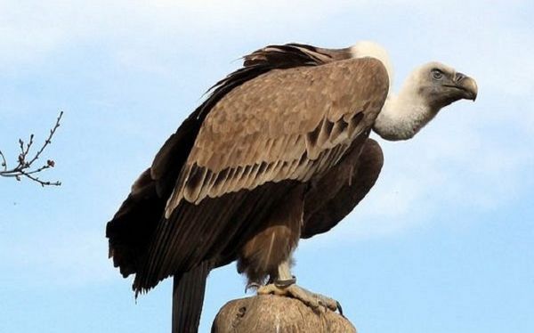 تعبیر-خواب-لاشخور-و-حمله-لاشخور-دیدن-لاشخور-در-آسمان-نشانه-چیست تعبیر خواب لاشخور و حمله لاشخور - دیدن لاشخور در آسمان نشانه چیست تعبیر خواب لاشخور و حمله لاشخور - دیدن لاشخور در آسمان نشانه چیست معنی و مفهوم لاشخور در خواب تعبیر خواب نشستن لاشخور روی ریل راه آهن تعبیر خواب لاشخور و حمله لاشخور - دیدن لاشخور در آسمان نشانه چیست تعبیر خواب لاشخور مرده تعبیر خواب لاشخور در نزدیکی شما تعبیر خواب لاشخور ابن سیرین تعبیر خواب خوردن لاشه حیوانات توسط لاشخور تعبیر خواب تعداد زیادی لاشخور تعبیر خواب پرواز لاشخور در آسمان